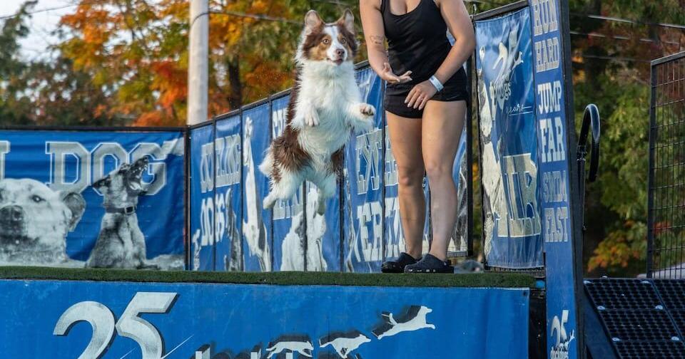 What is Dock Dogs? Dog-jumping competition visits Topsfield and ...