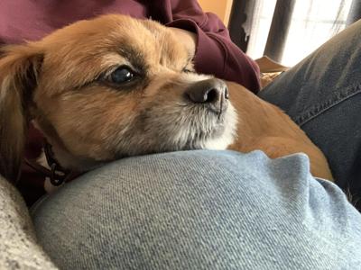 A house was on fire. Two strangers ran in to rescue a tiny dog. | Animals |  unionleader.com