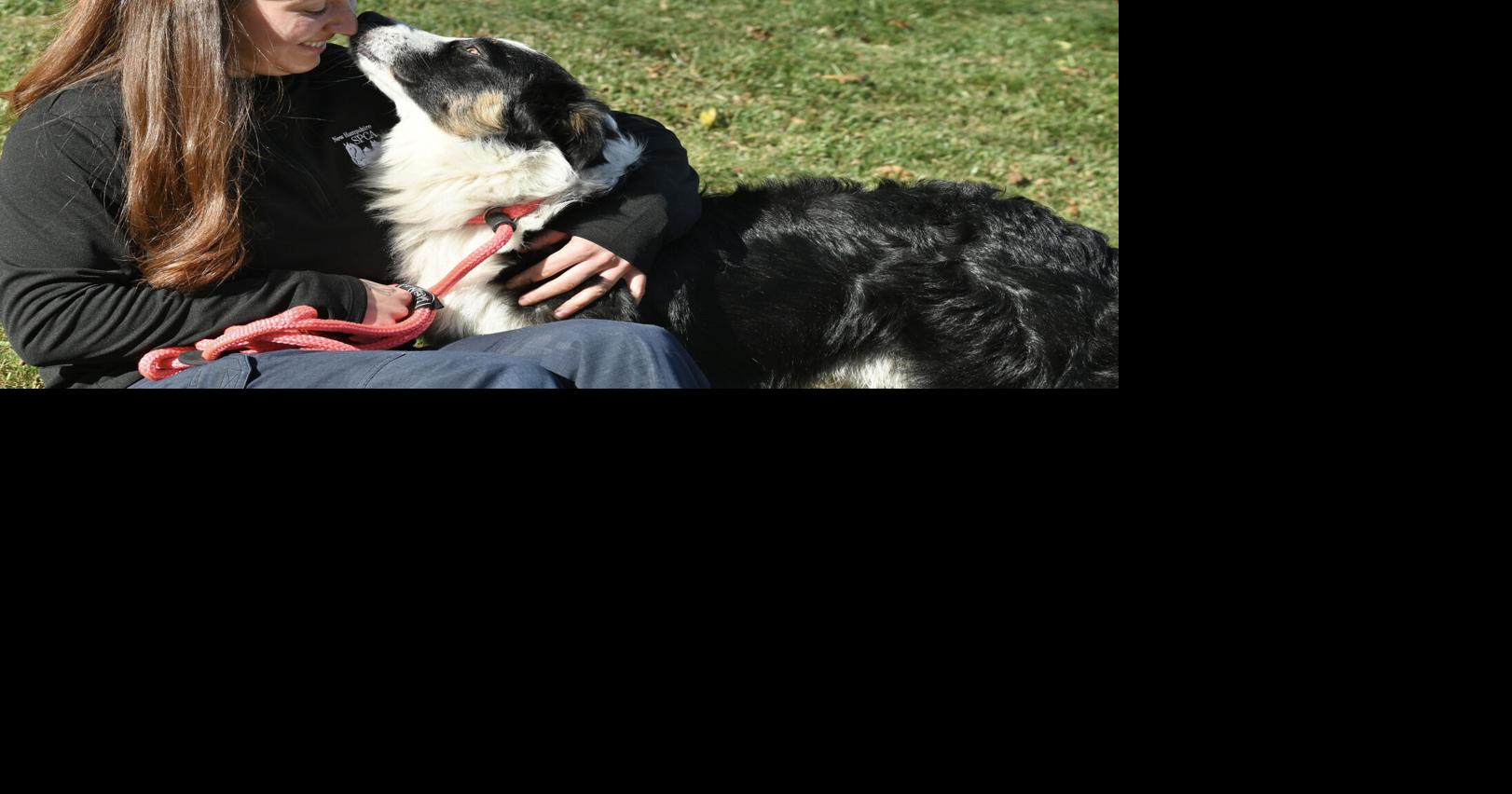 NH ranks as third-best state to own a dog