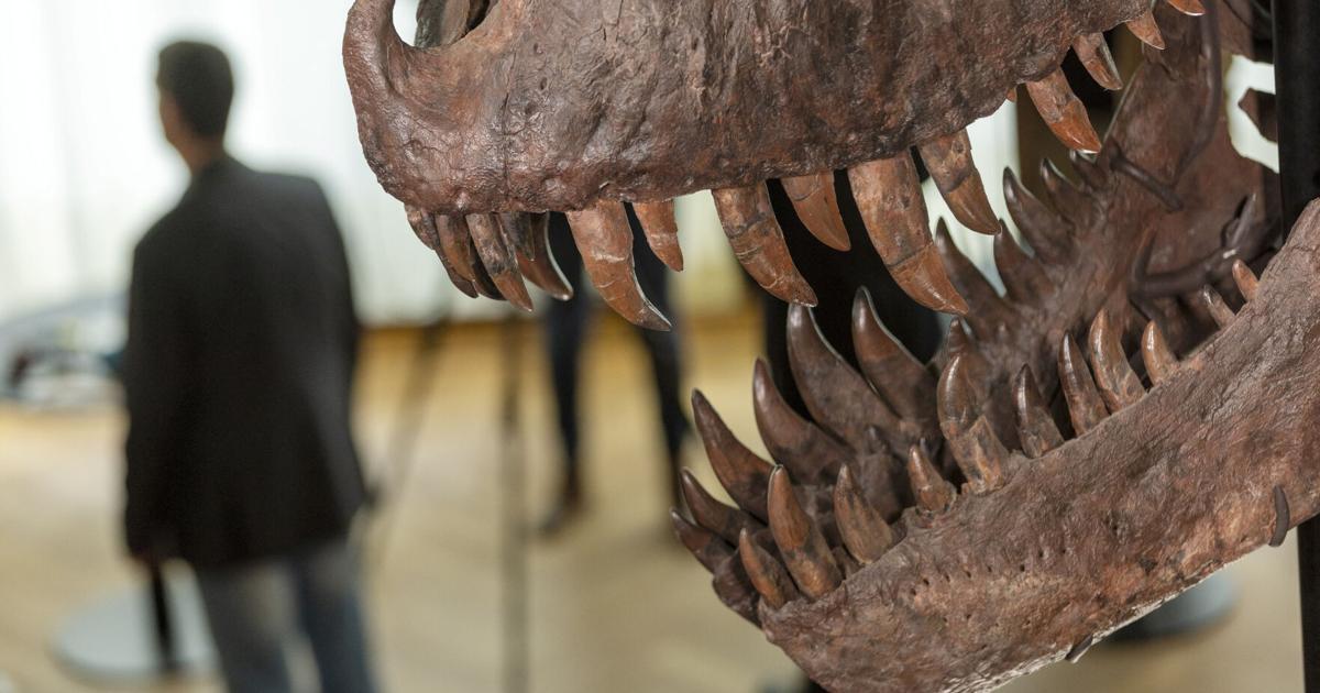 Ein seltenes T-Rex-Skelett in der Schweiz einem Hammer ausgesetzt |  Rückseite