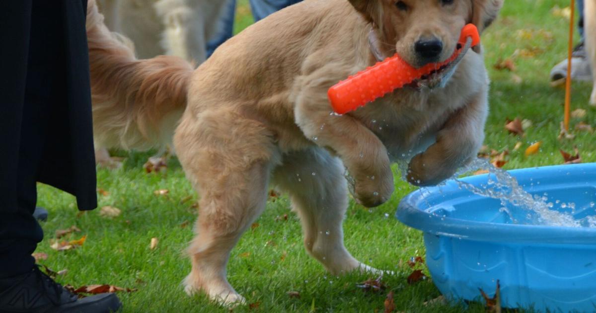 Dog lovers event returning to Amherst Village Green on Sunday | A&E