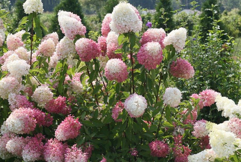 Unh Hydrangea Research To Help Cut Flower Landscaping Industries