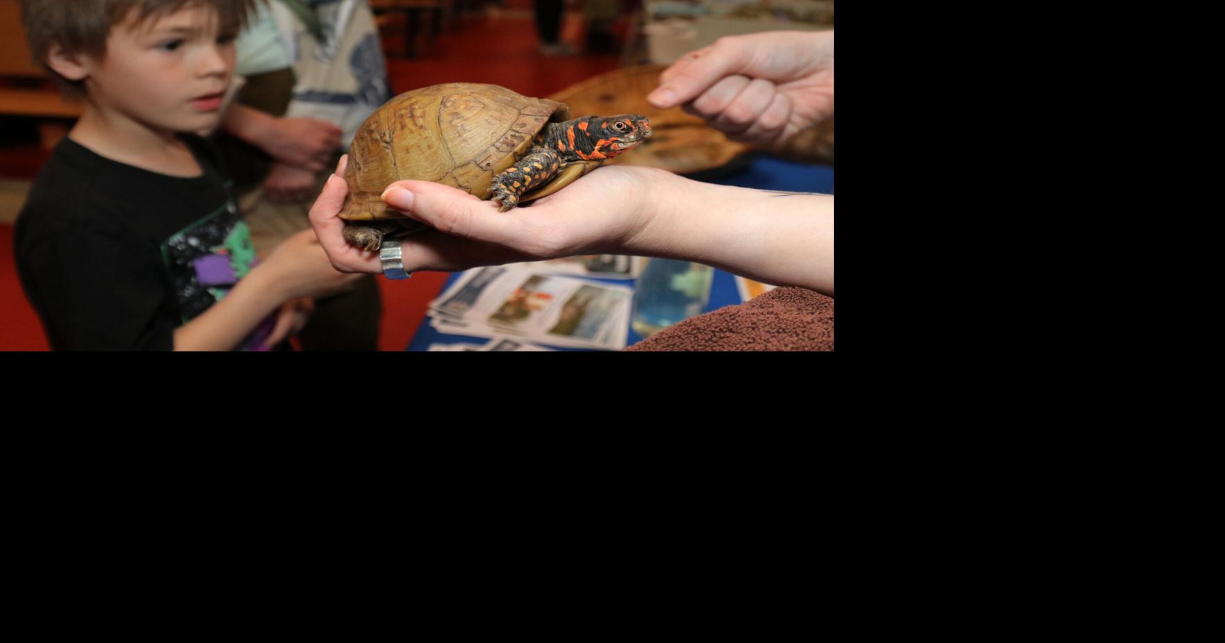 From reptiles to raptors at TurtleFest 2026 at Newmarket Jr./Sr. High School