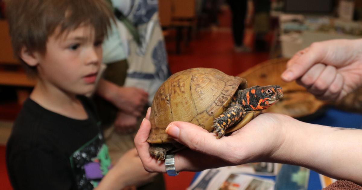 From reptiles to raptors at TurtleFest 2026 at Newmarket Jr./Sr. High School