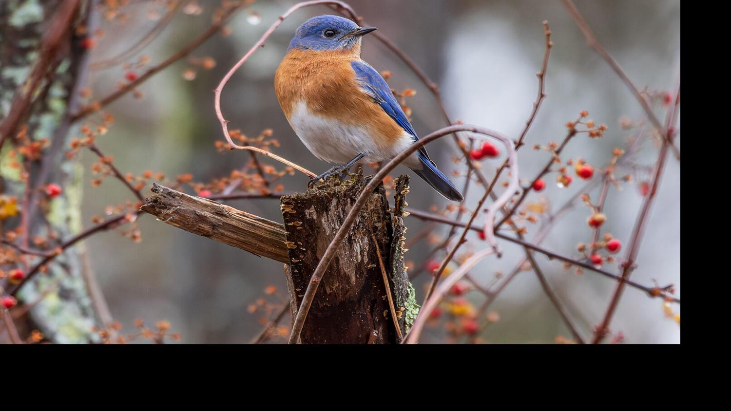 Bird of the Month: Blue Jay  Mississippi State University Extension Service