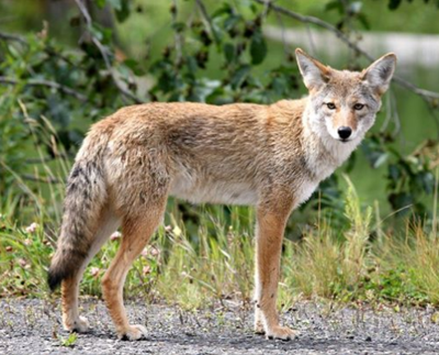 Dog attacked, killed by coyote in Massachusetts; residents demand