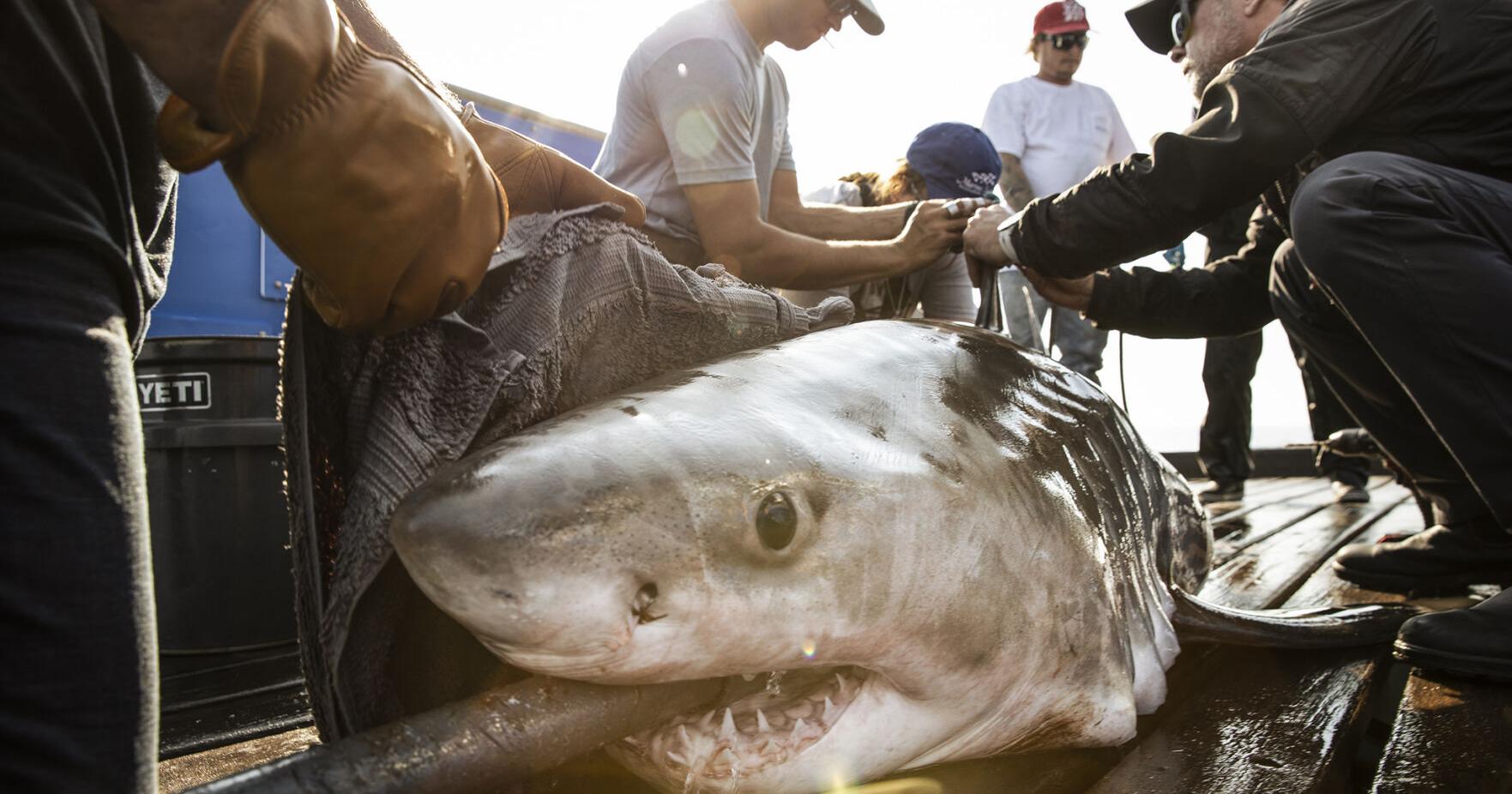White shark 'ping' near Rye beach sparks curiosity; Experts say encounters rare in NH - Vimarsana News