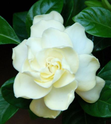 Boost your mood with fragrant indoor plants | Columnists | valleybreeze.com