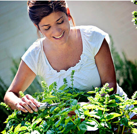 HerbsNOW Herb Dryer