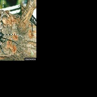 DEM asks public to report sightings of invasive beetles | Living ...
