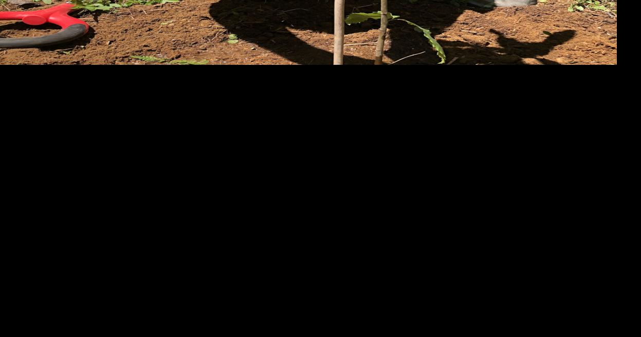 Burrillville Land Trust hopes to cure American Chestnut blight News