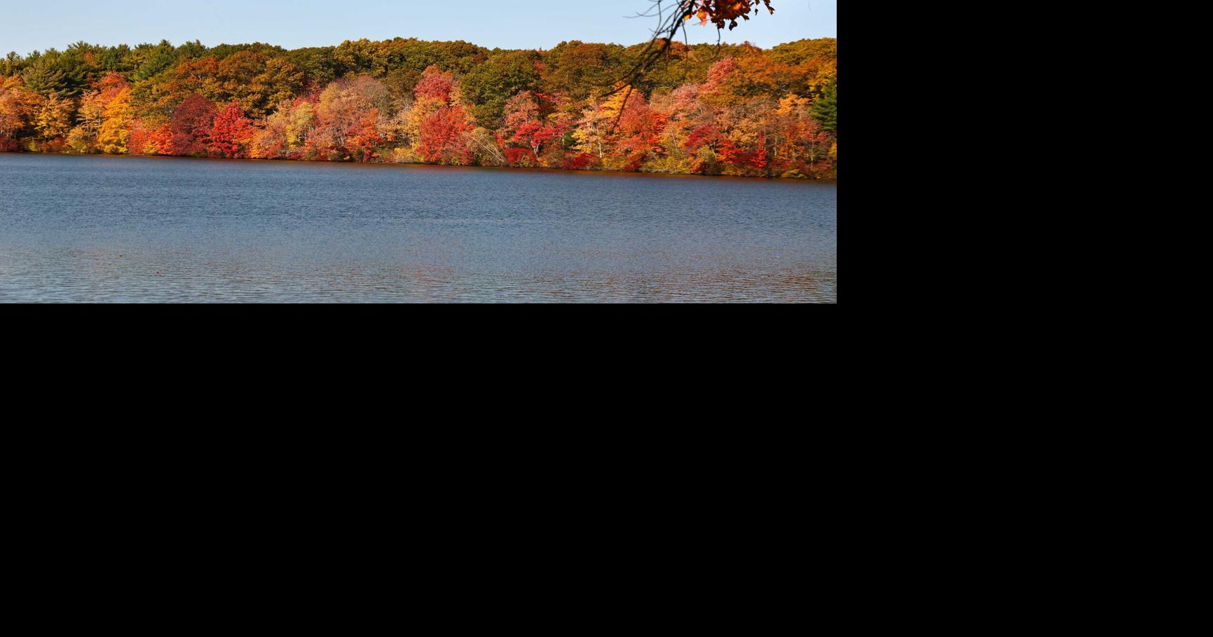 North Providence utilizing tree company as warden News