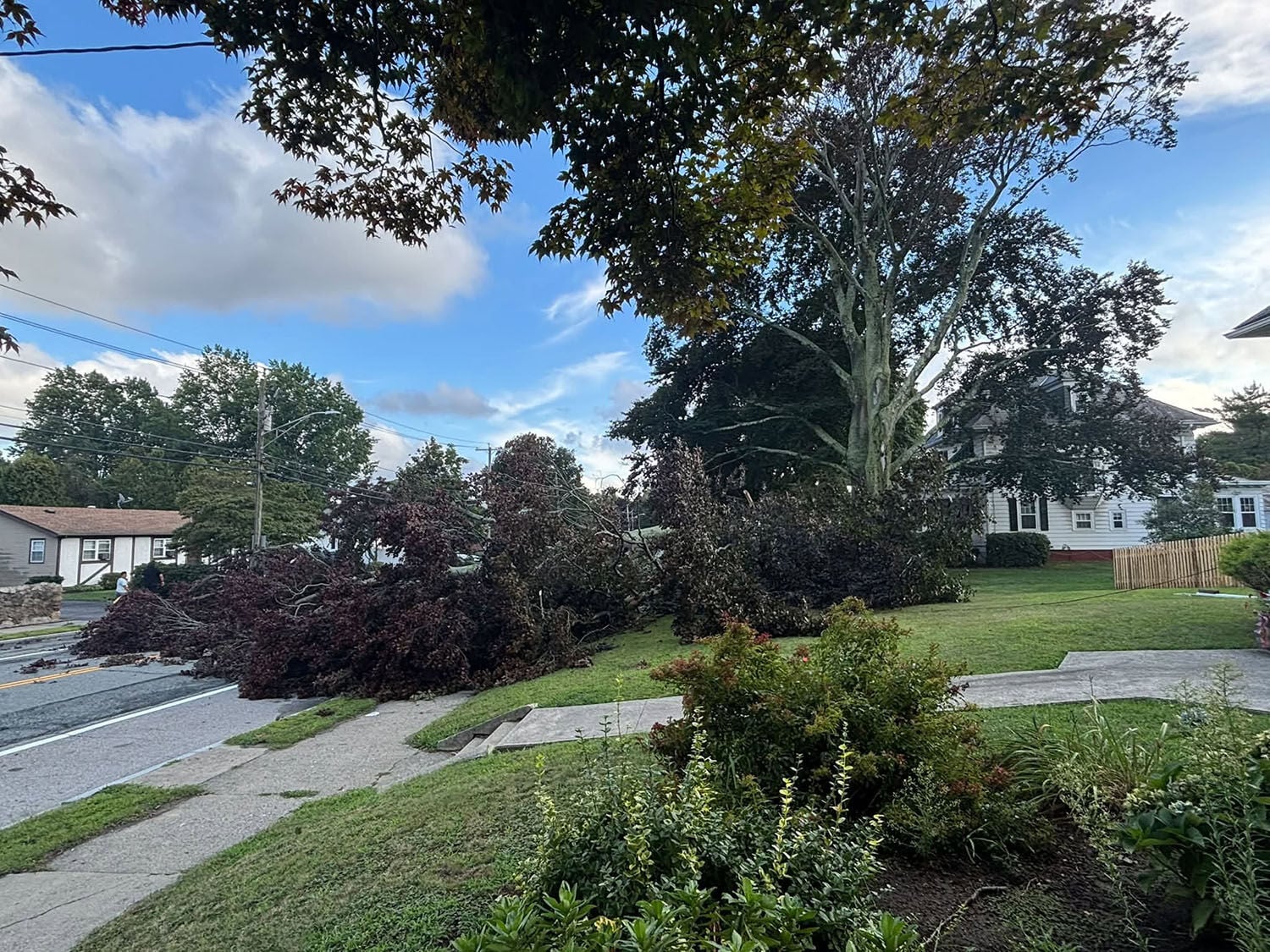 Tree City North Providence looks to become 'Tree City,' secure funding for ...