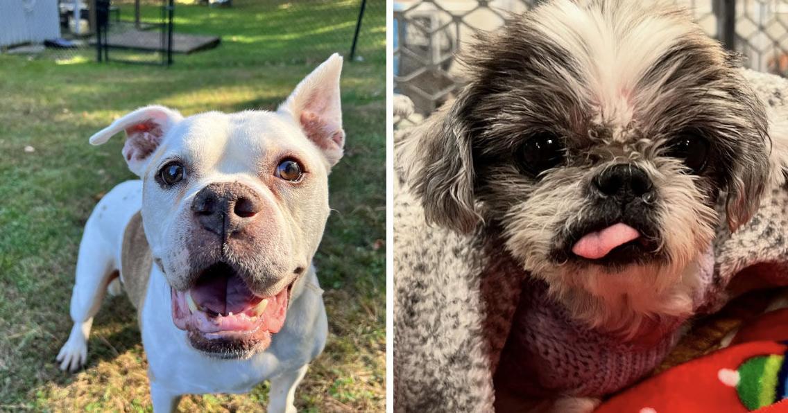 Vintage pets in need of forever homes for the holidays | News - The Valley Breeze