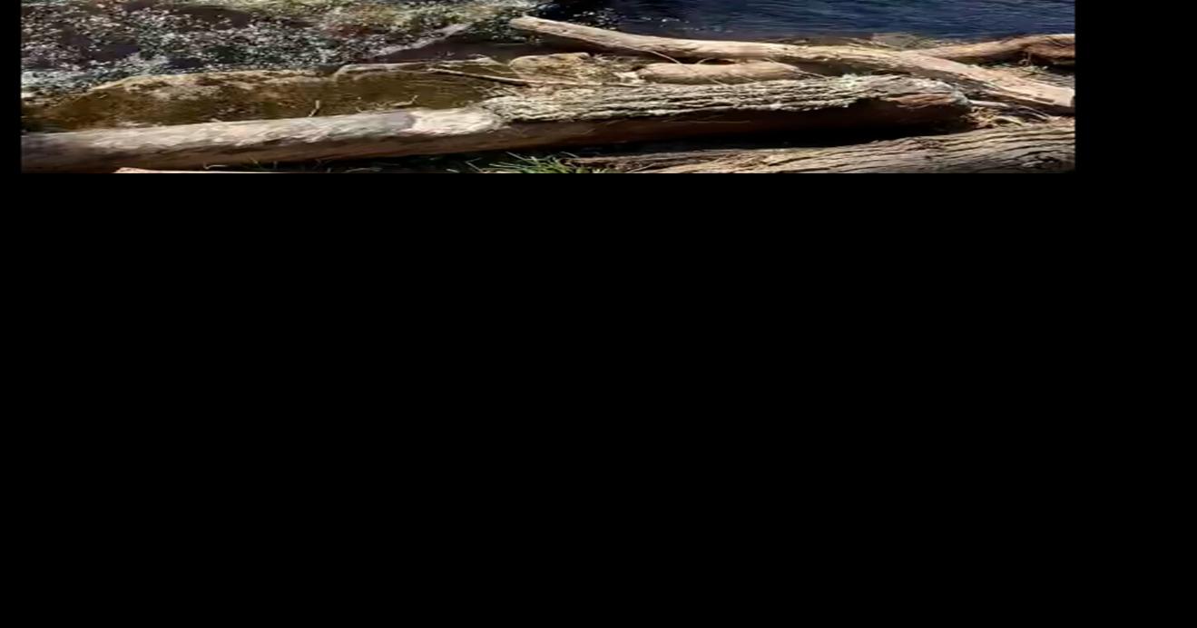 Rogers on beaver dams A problem for our dirt roads News