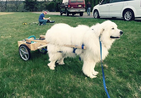 Great pyrenees hotsell pulling cart