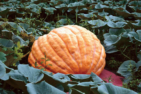 Cumberland resident grows giant pumpkins, heads to fairs | News |  valleybreeze.com