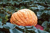 klowan Cumberland resident grows giant pumpkins, heads to fairs | News