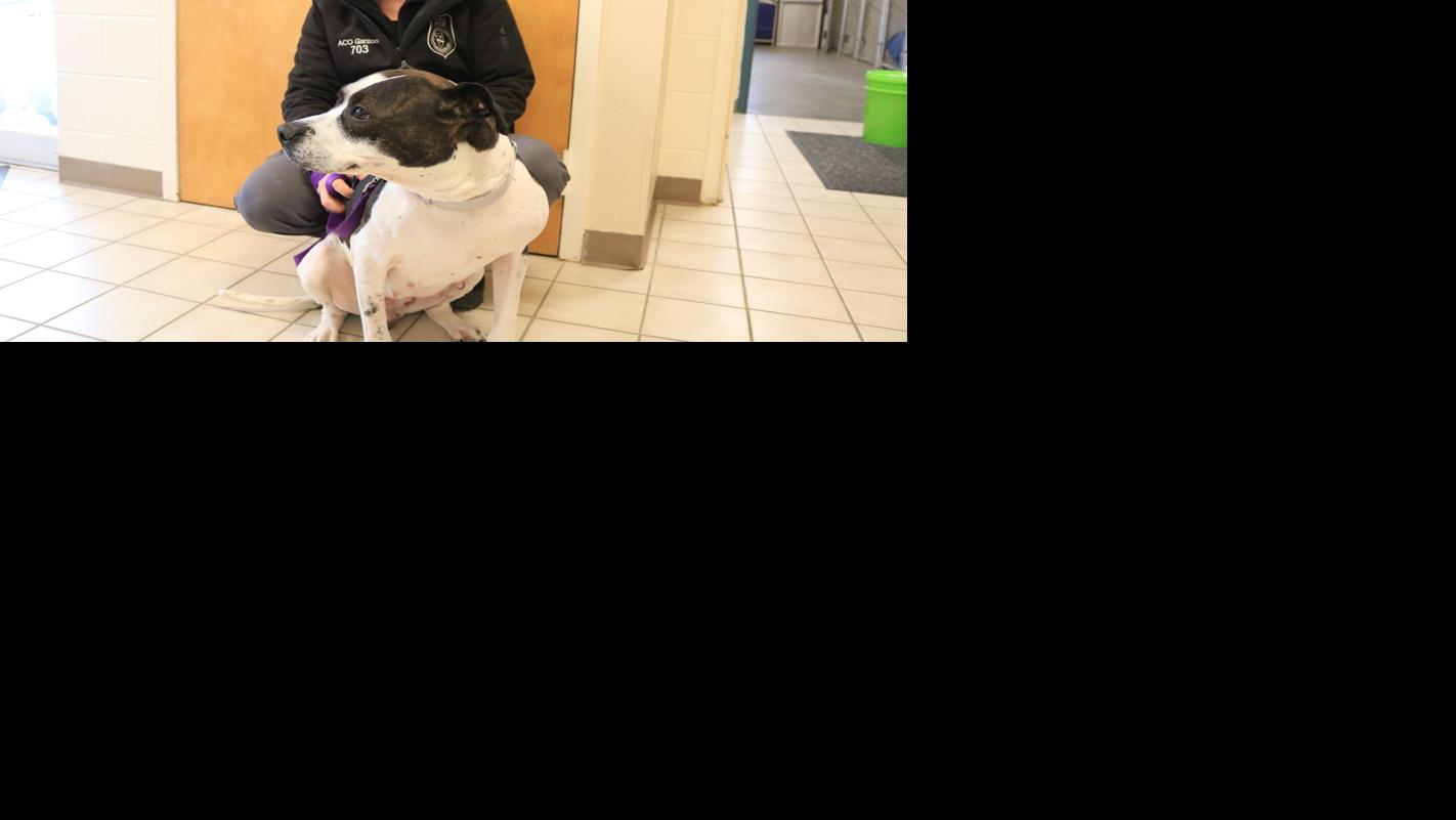 Dog whose previous owner was arrested and charged with animal cruelty ...