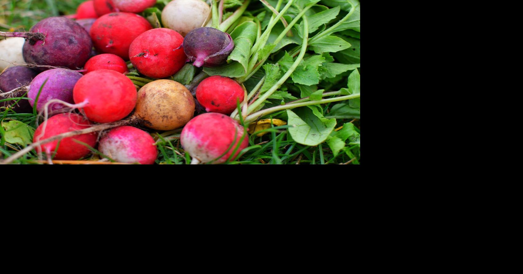 In season: spring produce (and how to use it) | Local Scoop ...