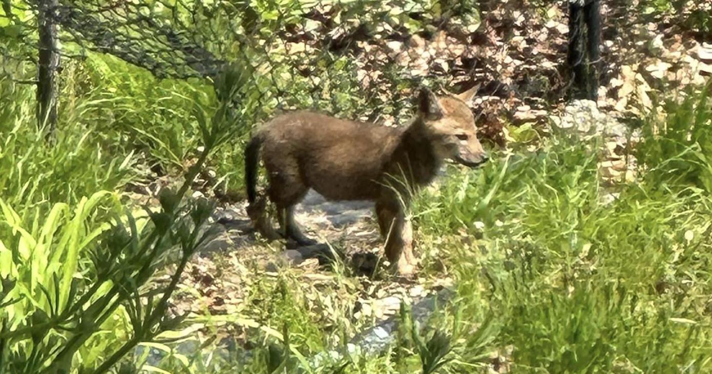 Coyote sightings in Lincoln - Vimarsana News