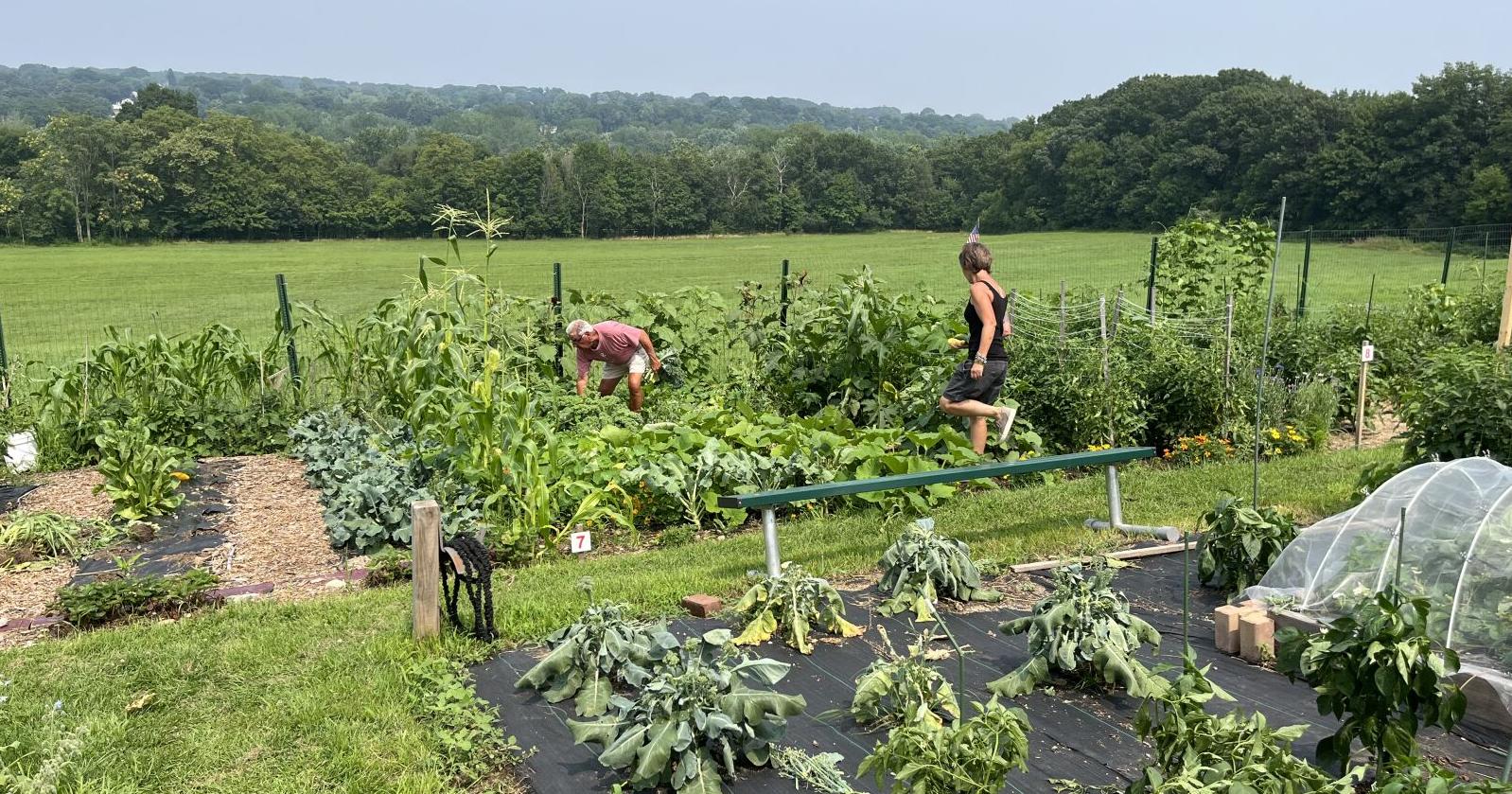 Participation and generosity grow at Lincoln Community Garden - Vimarsana News