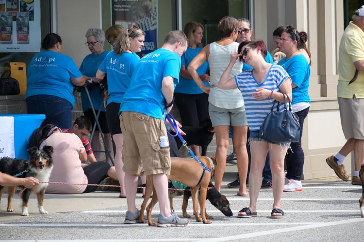 NP Dog Adoption event North Providence