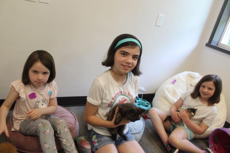 Addition at the Scituate Animal Shelter the cat's meow | News | Addition at the Scituate Animal Shelter the cat's meow | News |