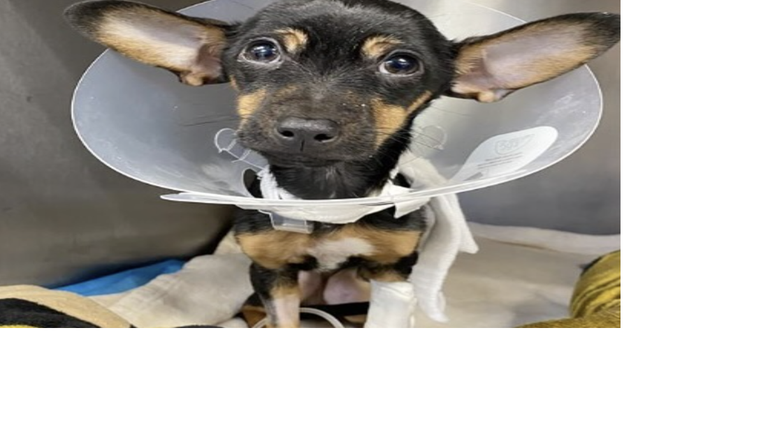 Vintage Pet Rescue: 'making senior dogs cool' | News | valleybreeze.com