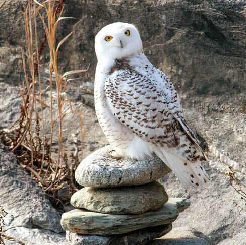 Remembering When: Two Owl Nests On Bridges