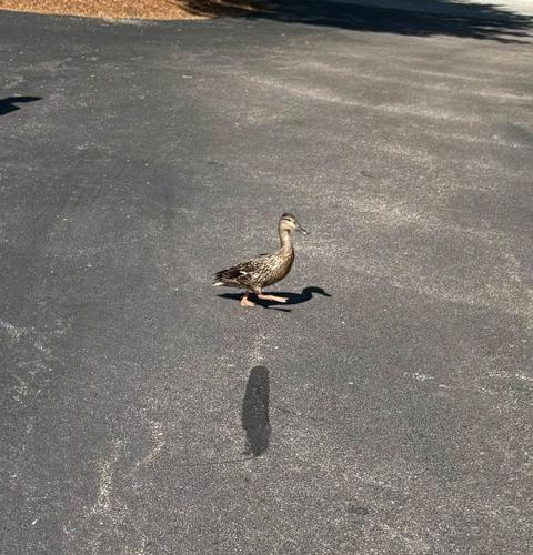 Firefighters reunite ducklings with mama in Mother's Day rescue | News ...