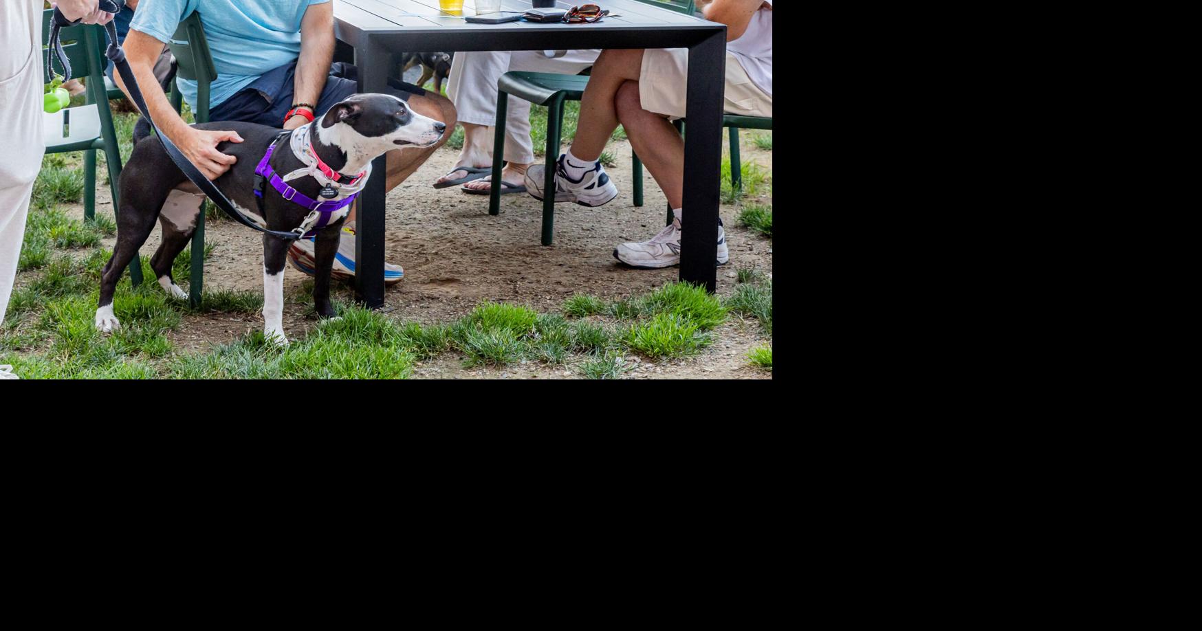 Six pet-friendly patios to visit with your pup!