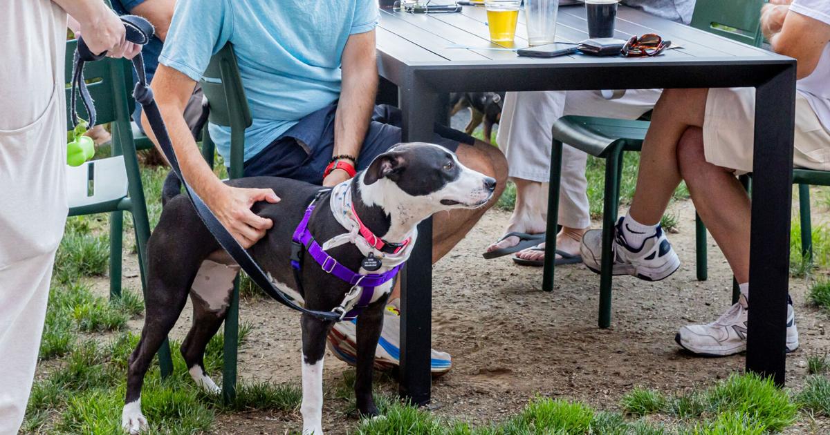 Six pet-friendly patios to visit with your pup!