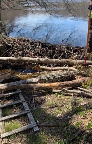 The large beaver dam in Foster that would likely cause flooding