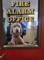 Ozzy is in: SFD's new therapy dog to help with crew's mental health
