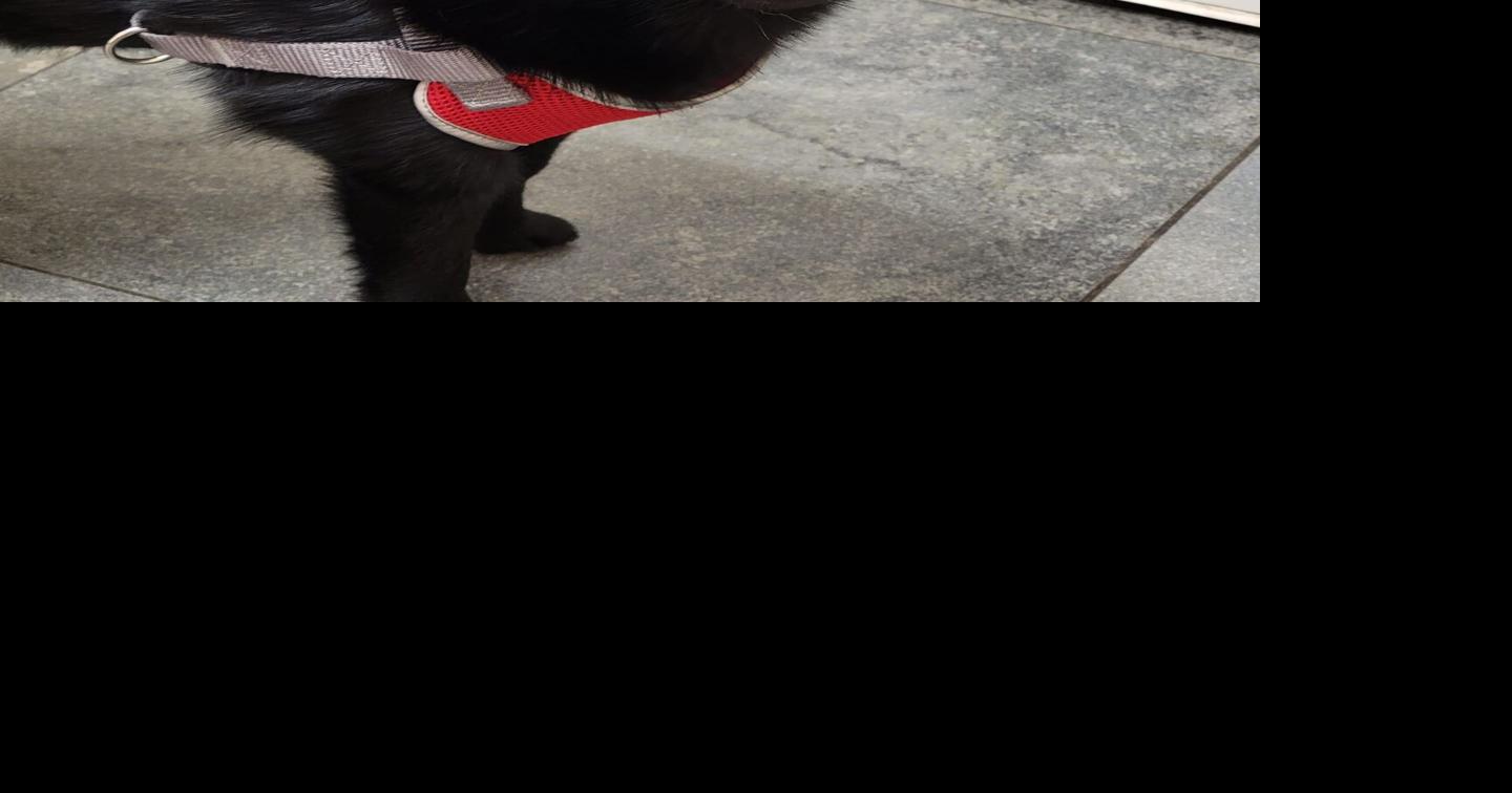 Dog's death a 'heartbreaking reminder' why Lincoln leash law is