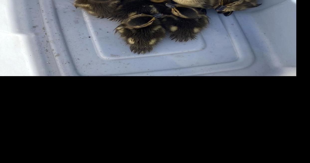 Firefighters reunite ducklings with mama in Mother's Day rescue | News ...