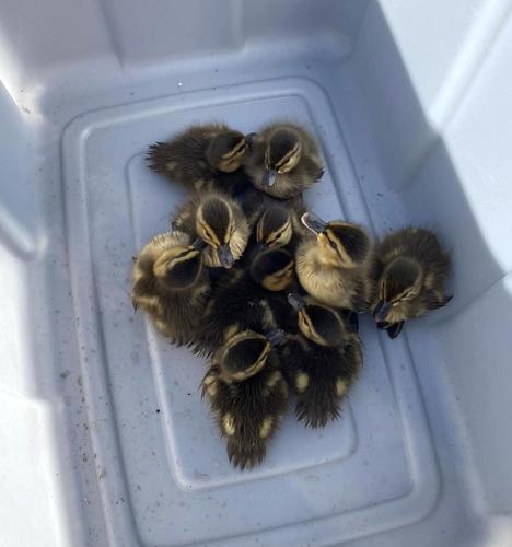 Firefighters reunite ducklings with mama in Mother's Day rescue | News ...