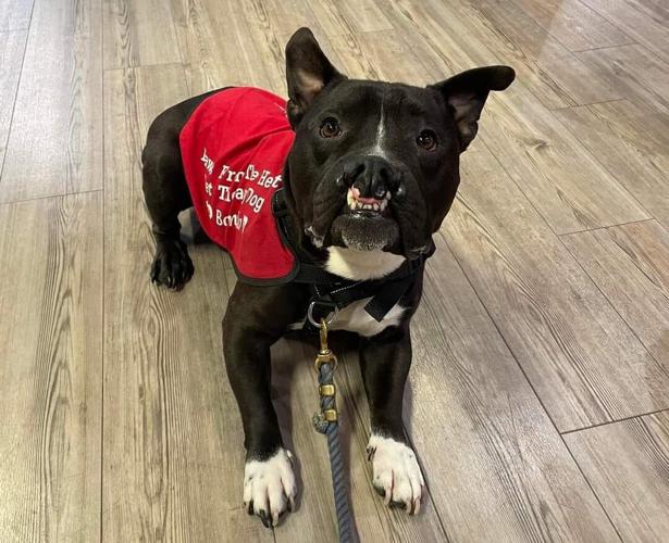 Paws From the Heart brings dogs into North Providence schools | News ...