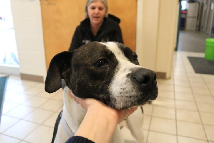 Dog whose previous owner was arrested and charged with animal cruelty ...