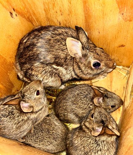 Local students help rare rabbits hop back from the brink | News ...