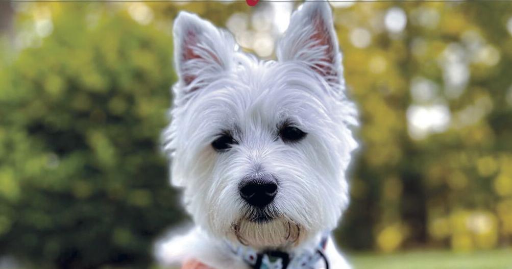 Readers share their Valley Pets - Vimarsana News