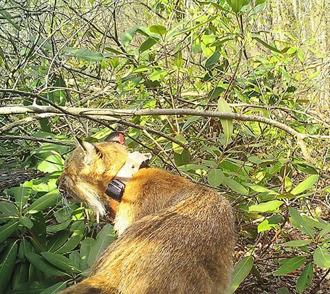 Bobcats help control deer population, Columnists