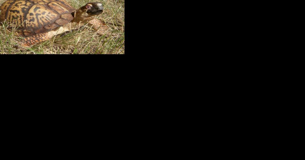 It's turtle crossing season: slow down and let them cross safely | Entertainment - Vimarsana News