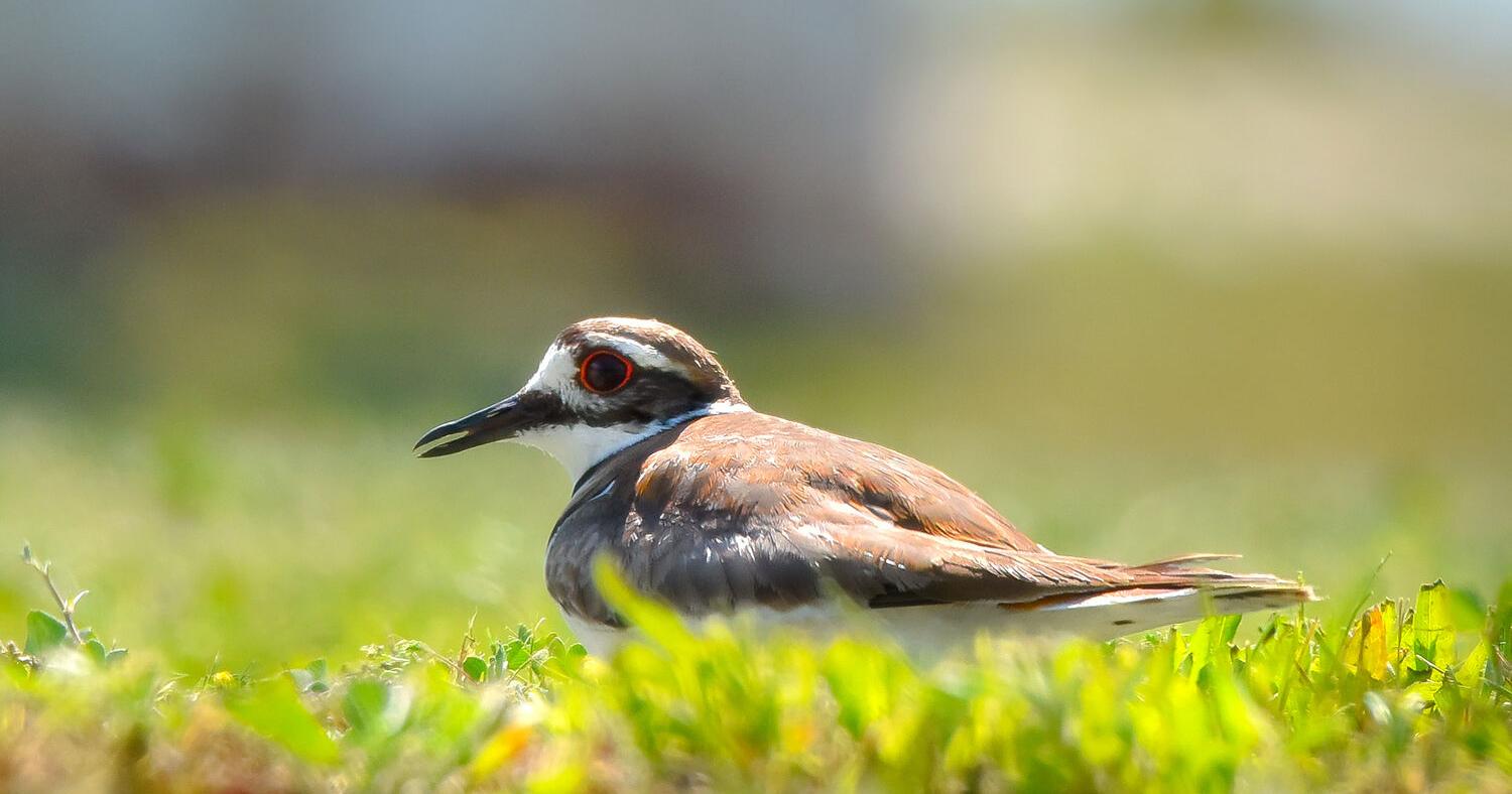 Nesting killdeer found in Audubon Society parking lot - Vimarsana News