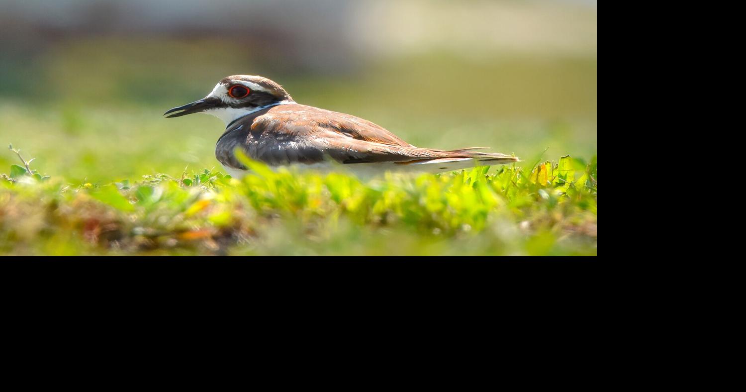 Nesting killdeer found in Audubon Society parking lot News