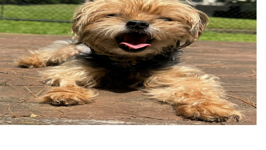 Vintage Pet Rescue: 'making senior dogs cool' | News | valleybreeze.com