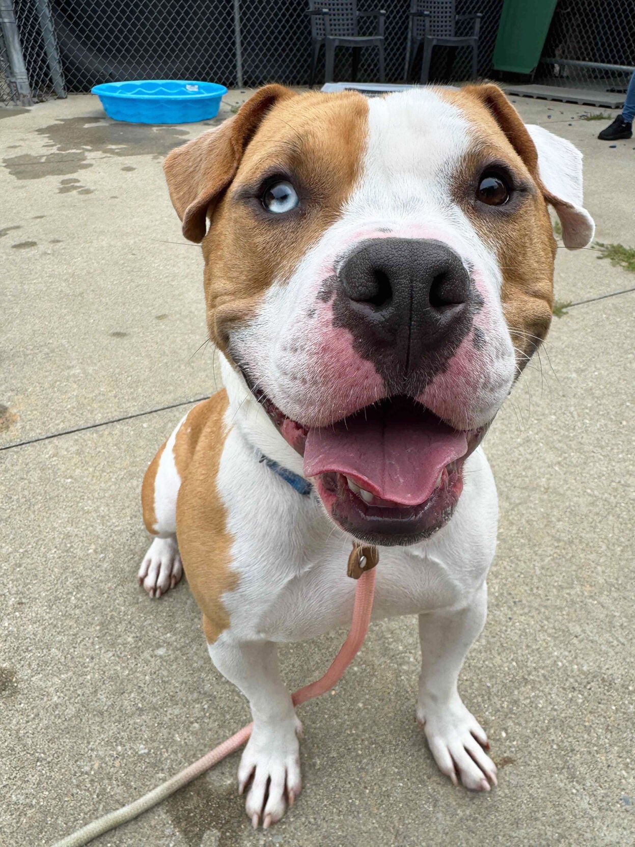 Pawtucket pup Bentley in search of forever home | News | valleybreeze.com