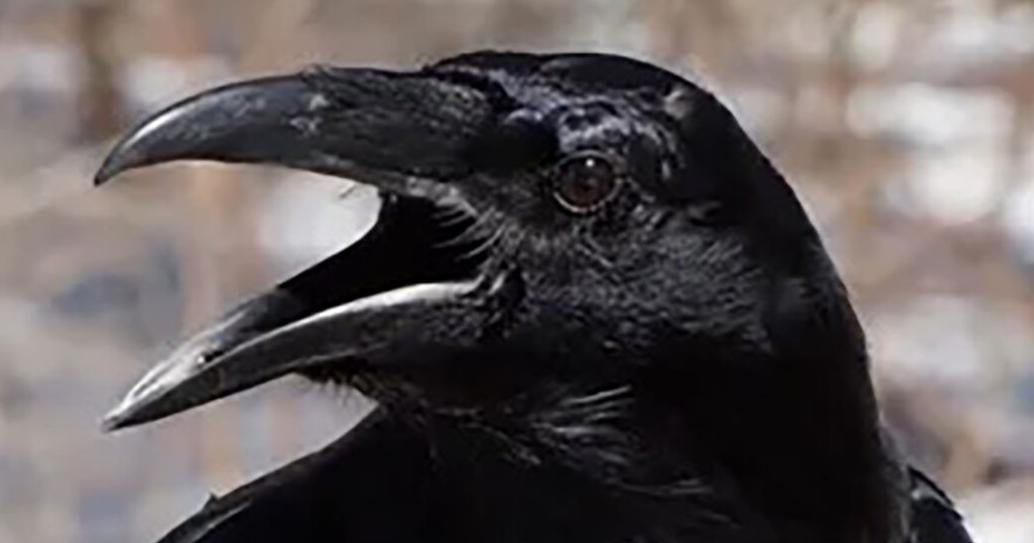 Rhode Island Foundation funding will help Audubon's injured birds of prey