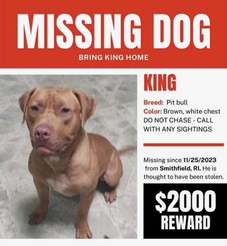 Help bring missing dog home for Christmas | News | valleybreeze.com